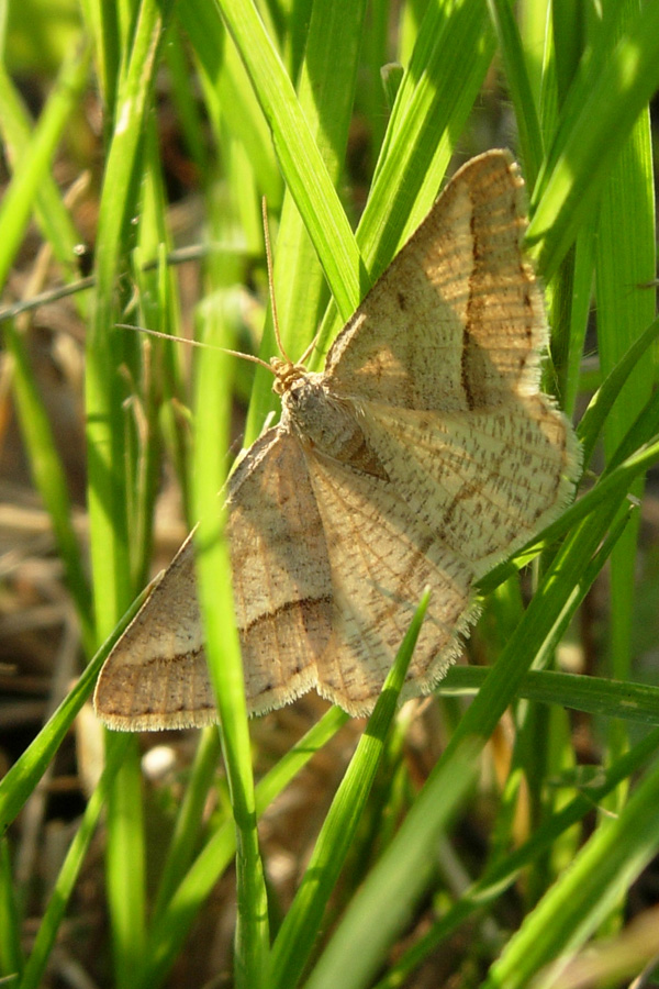 Ancora problemi con i Geometridae....